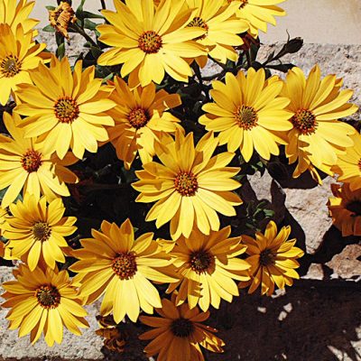 Flor ornamental