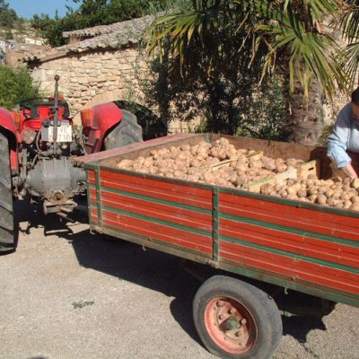 Patates